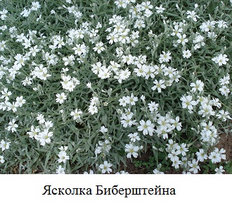 фото Ясколка Биберштеййна 